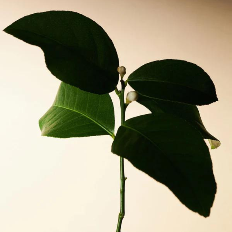 Embrace Body Oil Neroli & Patchouli