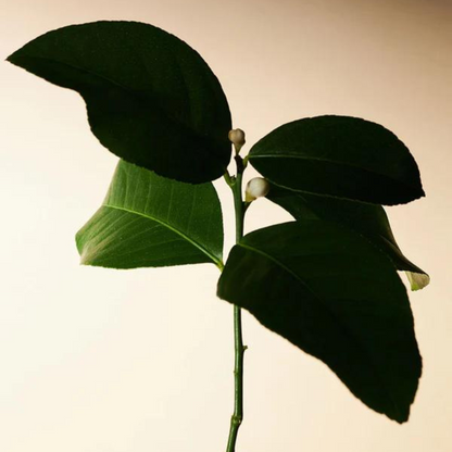 Embrace Body Oil Neroli & Patchouli