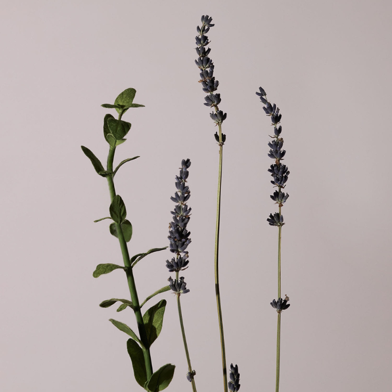 Serene Body Oil Lavender & Marjoram