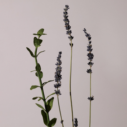 Serene Body Oil Lavender & Marjoram